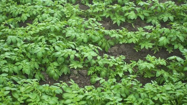 View of green potato plants growing in a field Bangladesh.
