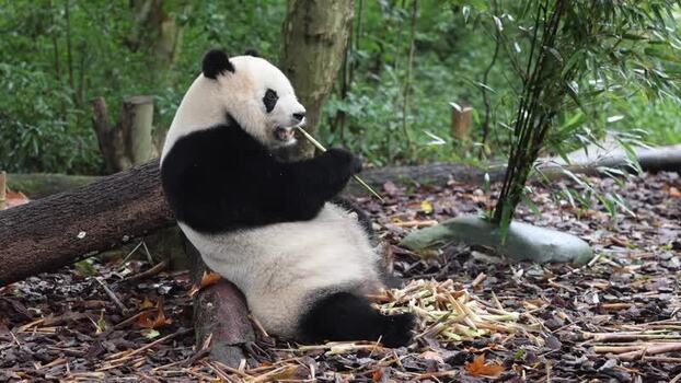 View of a giant panda at Chengdu Research Base China. View of a giant panda at Chengdu Research Base China.