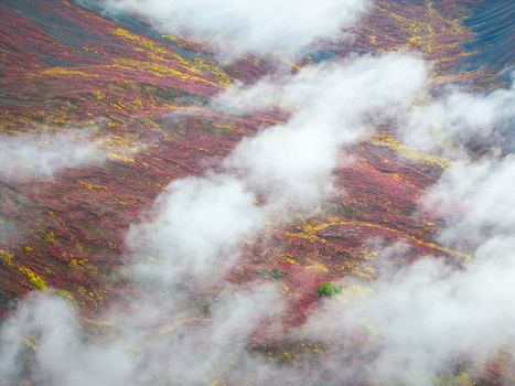 Aerial view of vibrant autumn tundra along the Denali Highway with red and yellow foliage dark rocky slopes and low hanging clouds in Cantwell Alaska United States.