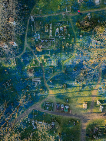Aerial view of Bernardine Cemetery in spring with blue flowers blooming among historic graves and pathways in Vilnius Vilniaus apskritis Lithuania. Aerial view of Bernardine Cemetery in spring with blue flowers blooming among historic graves and pathways in Vilnius Vilniaus apskritis Lithuania.
