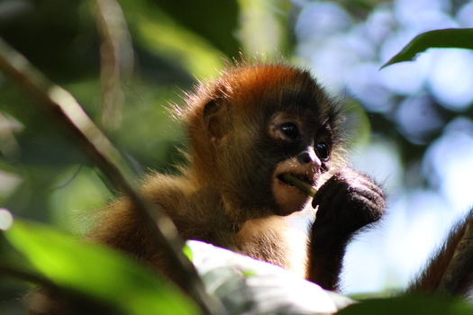 View of a young spider monkey with striking black face and golden brown fur perched amidst the dense green foliage Roxana Limón Province Costa Rica. View of a young spider monkey with striking black face and golden brown fur perched amidst the dense green foliage Roxana Limón Province Costa Rica.