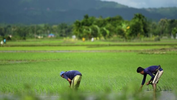 View of farmers working in a green rice paddy field Bangladesh.