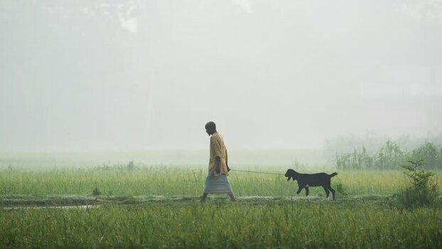 View of a man walking a goat through misty green fields Bangladesh.