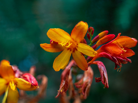 View of vibrant orange Crocosmia flowers in bloom with delicate petals and green stems in Looe Cornwall United Kingdom. View of vibrant orange Crocosmia flowers in bloom with delicate petals and green stems in Looe Cornwall United Kingdom.