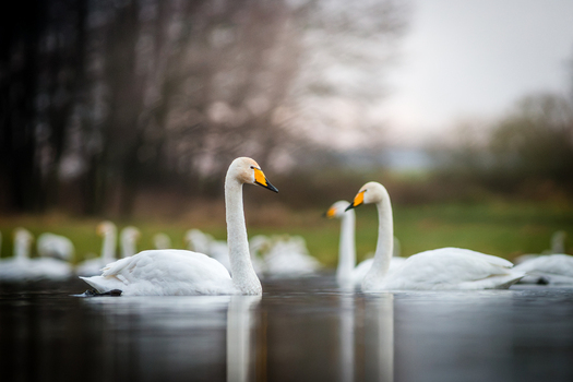View of a group of whooper swans swimming in a calm lake with blurred trees in the background in Debrzno Pomeranian Voivodeship Poland.