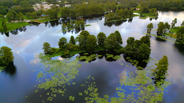 Aerial view of a serene lake filled with lily pads and small islands of cypress trees surrounded by a residential neighborhood in Tampa Florida United States. Aerial view of a serene lake filled with lily pads and small islands of cypress trees surrounded by a residential neighborhood in Tampa Florida United States.