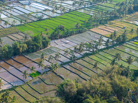 Aerial view of lush green rice terraces and palm trees in the agricultural landscape of Candipuro East Java Indonesia.