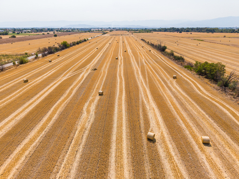 Aerial view of harvested wheat field with scattered hay bales across golden agricultural land under a clear sky in Gelemenovo Pazardzhik Bulgaria. Aerial view of harvested wheat field with scattered hay bales across golden agricultural land under a clear sky in Gelemenovo Pazardzhik Bulgaria.