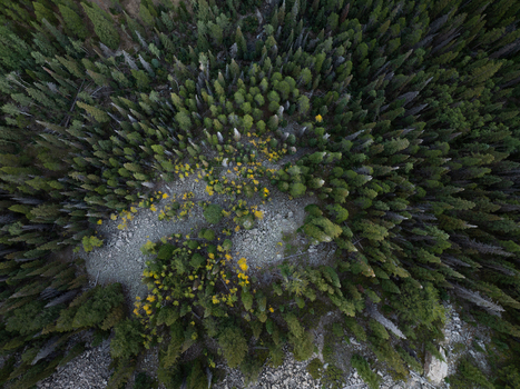 Aerial view of Collegiate Peaks Wilderness showing a dense coniferous forest with a rocky talus slope and patches of yellow autumn foliage in Buena Vista Colorado United States. Aerial view of Collegiate Peaks Wilderness showing a dense coniferous forest with a rocky talus slope and patches of yellow autumn foliage in Buena Vista Colorado United States.
