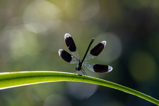 View of a damselfly with dark spotted wings resting on a green leaf against a blurred background in Wittenheim Grand Est France. View of a damselfly with dark spotted wings resting on a green leaf against a blurred background in Wittenheim Grand Est France.