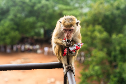 View of a toque macaque monkey sitting on a metal railing and eating from a plastic snack wrapper with lush green forest in the background Sigiriya Central Province Sri Lanka. View of a toque macaque monkey sitting on a metal railing and eating from a plastic snack wrapper with lush green forest in the background Sigiriya Central Province Sri Lanka.