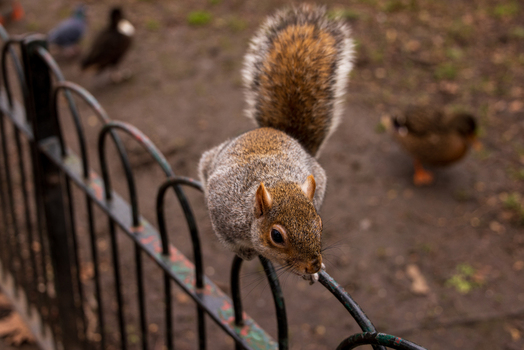 View of a grey squirrel perched on a black metal fence with ducks and pigeons in a park in London England United Kingdom. View of a grey squirrel perched on a black metal fence with ducks and pigeons in a park in London England United Kingdom.
