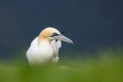 View of a Northern Gannet with its distinctive yellow head and blue eye standing against a dark background in Shetland Scotland United Kingdom. View of a Northern Gannet with its distinctive yellow head and blue eye standing against a dark background in Shetland Scotland United Kingdom.
