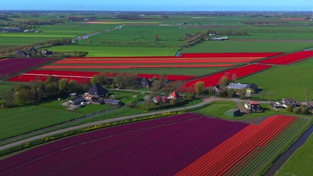 Aerial view of vibrant tulip fields and traditional farmhouses Netherlands. Aerial view of vibrant tulip fields and traditional farmhouses Netherlands.