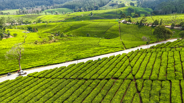 Aerial view of Kebun Teh Riung Gunung tea plantation with lush green rolling hills a winding road and a white car in Kecamatan Pangalengan Jawa Barat Indonesia.