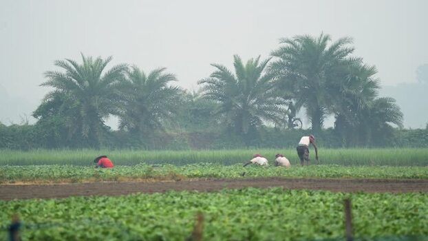 View of farmers working in a field with palm trees Bangladesh.