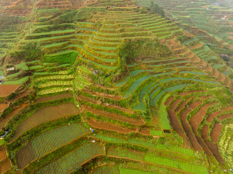 Aerial view of lush green vegetable terraces carved into the steep hillsides under a soft light in Atok Cordillera Administrative Region Philippines.