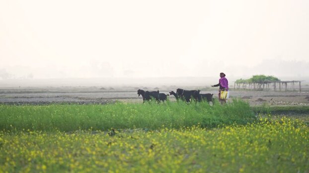 View of a woman herding goats in a misty field Bangladesh.