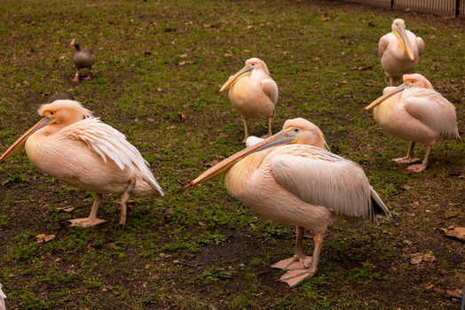 View of several great white pelicans standing and resting on a grassy field in a public park London England United Kingdom. View of several great white pelicans standing and resting on a grassy field in a public park London England United Kingdom.