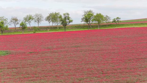 Aerial view of vibrant red clover field on rolling hills Czechia.