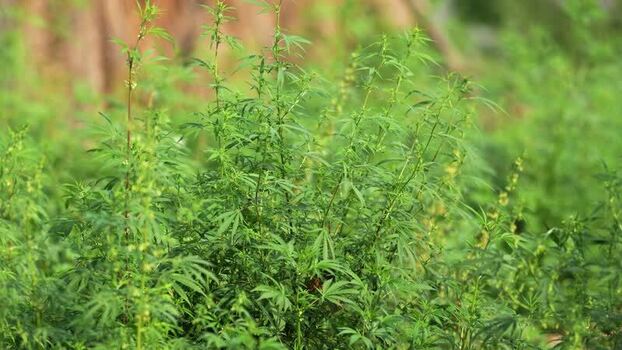 View of green cannabis plants growing in a field Nepal.