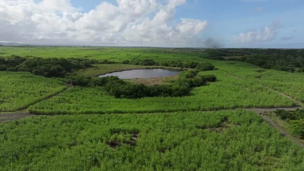 Aerial view of a pond in a sugarcane field Mauritius.