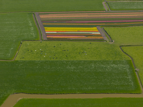 Aerial view of vibrant tulip fields in rows alongside green pastures with grazing cows and irrigation canals in the Netherlands. Aerial view of vibrant tulip fields in rows alongside green pastures with grazing cows and irrigation canals in the Netherlands.