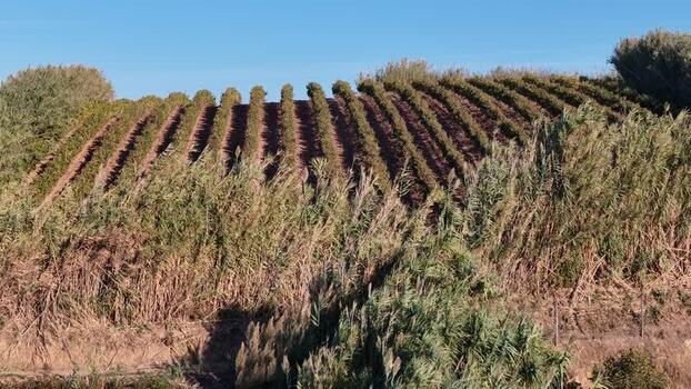 Aerial view of a vineyard on a hillside Portugal. Aerial view of a vineyard on a hillside Portugal.