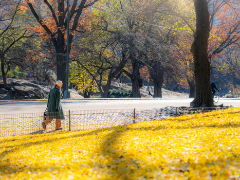 Manhattan United States 03 December 2025 View of a lone figure strolling through Central Park where golden leaves create a vibrant carpet under the autumnal trees.