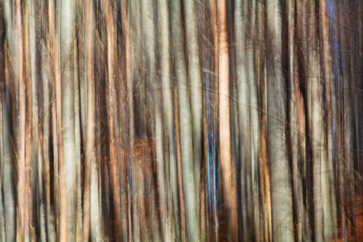 View of blurred vertical tree trunks create an abstract tapestry of earthy browns cool grays and hints of blue in the forest near Passo del Lagastrello Comano Tuscany Italy. View of blurred vertical tree trunks create an abstract tapestry of earthy browns cool grays and hints of blue in the forest near Passo del Lagastrello Comano Tuscany Italy.