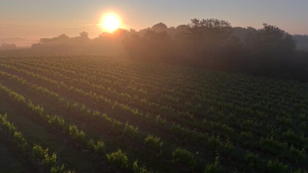 Aerial view of misty vineyards at sunrise in Targon France. Aerial view of misty vineyards at sunrise in Targon France.