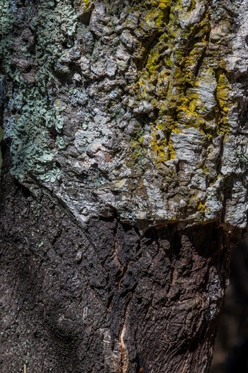 View of a cork oak tree showing the contrast between the harvested dark bark and the natural light colored bark covered in lichen Alentejo Portugal. View of a cork oak tree showing the contrast between the harvested dark bark and the natural light colored bark covered in lichen Alentejo Portugal.