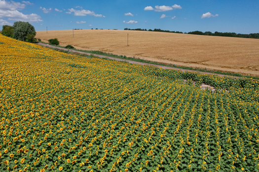 Aerial view of vibrant sunflowers contrasting with golden wheat fields under a blue sky Chyhyrynskyi district Cherkasy Oblast Ukraine.