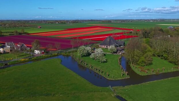 Aerial view of colorful tulip fields and a farmhouse in Netherlands. Aerial view of colorful tulip fields and a farmhouse in Netherlands.