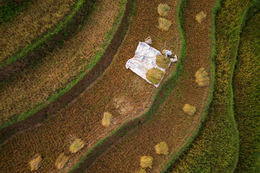Aerial view of a farmer working on a white tarp amidst harvested rice terraces in Ngendrosari Kajoran Central Java Indonesia. Aerial view of a farmer working on a white tarp amidst harvested rice terraces in Ngendrosari Kajoran Central Java Indonesia.