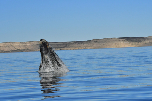View of a southern right whale spyhopping in the calm blue waters of Puerto Piramides with arid coastal hills in the background Puerto Madryn Chubut Argentina. View of a southern right whale spyhopping in the calm blue waters of Puerto Piramides with arid coastal hills in the background Puerto Madryn Chubut Argentina.