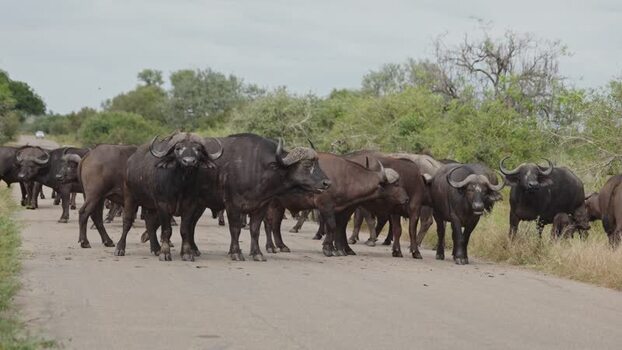View of a herd of African buffaloes crossing a road South Africa.
