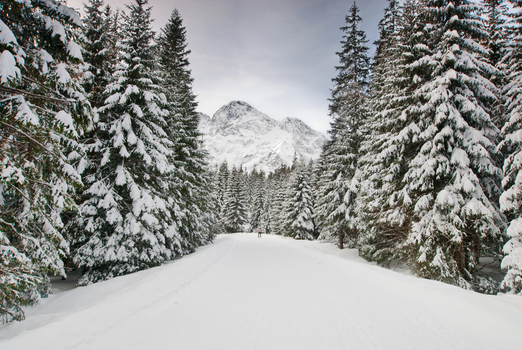 View of a snow covered path leading towards the Tatra Mountains through a dense forest of frost covered evergreen trees in Tatra County Lesser Poland Poland. View of a snow covered path leading towards the Tatra Mountains through a dense forest of frost covered evergreen trees in Tatra County Lesser Poland Poland.