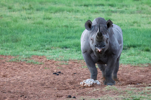 View of a majestic rhino standing proudly on reddish soil with green grass in background tongue slightly out in Vaalwater Limpopo South Africa.