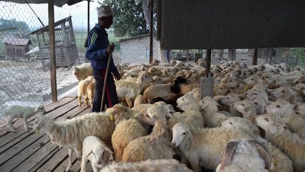 View of a shepherd tending to a flock of sheep Nepal.
