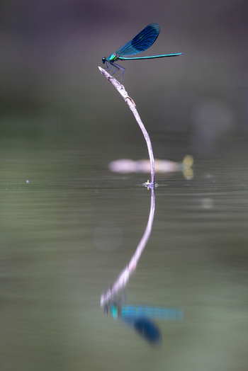 View of a blue damselfly perched on a thin twig with a clear reflection on the calm water surface in Wittenheim Grand Est France. View of a blue damselfly perched on a thin twig with a clear reflection on the calm water surface in Wittenheim Grand Est France.
