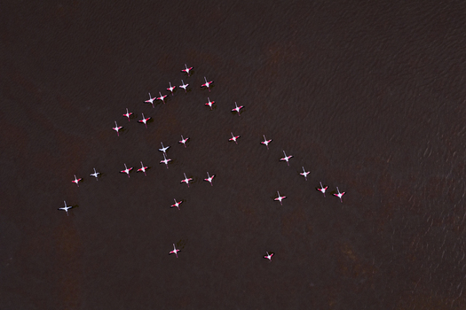 Aerial view of a gathering of flamingos in the water creating a beautiful dynamic pattern against the reddish brown hue of the water San Pedro del Pinatar Region of Murcia Spain. Aerial view of a gathering of flamingos in the water creating a beautiful dynamic pattern against the reddish brown hue of the water San Pedro del Pinatar Region of Murcia Spain.