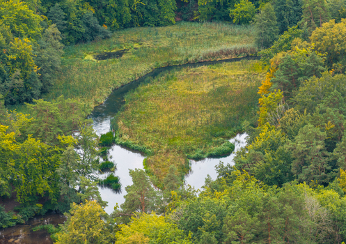 Aerial view of the Radunia river winding through a dense lush green forest with vibrant foliage and calm water in Pomeranian Voivodeship Poland.