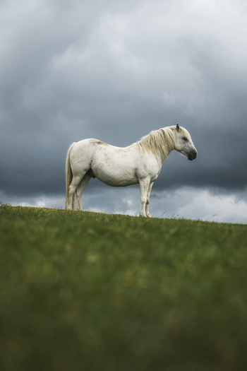View of a majestic horse roaming in a serene meadow under a cloudy sky Dartmoor National Park Devon Great Britain.
