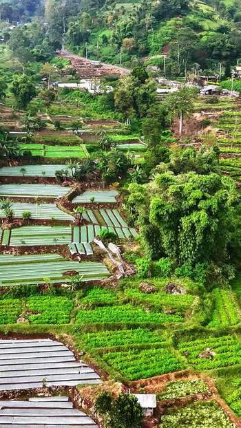 Aerial view of terraced rice fields in Bali Indonesia.