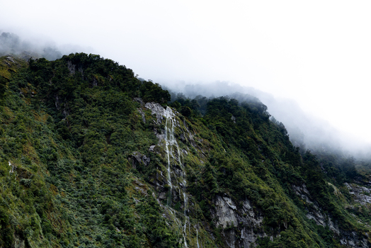 View of a steep verdant mountainside cascading with thin waterfalls shrouded in ethereal mist and fog Milford Sound Southland Region New Zealand.