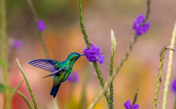 View of a vibrant green hummingbird hovering to feed on a purple flower in Antioquia Colombia.