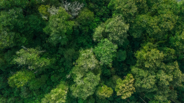 Aerial view of a dense tropical rainforest canopy with lush green trees and varied foliage in Indonesia.