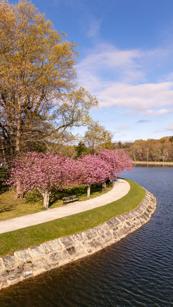 Aerial view of Brookline Reservoir featuring cherry blossoms along a curved walking path and stone embankment under a blue sky in Brookline Massachusetts United States. Aerial view of Brookline Reservoir featuring cherry blossoms along a curved walking path and stone embankment under a blue sky in Brookline Massachusetts United States.