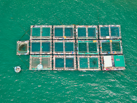 Aerial view of a floating aquaculture fish farm with interconnected cages and a small boat on the turquoise water of Vietnam. Aerial view of a floating aquaculture fish farm with interconnected cages and a small boat on the turquoise water of Vietnam.